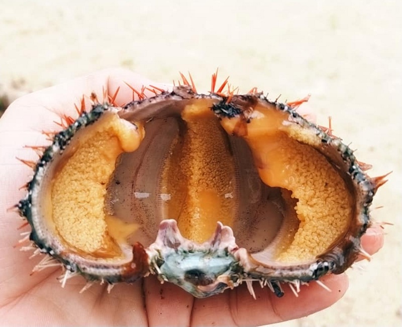 Cách nấu cháo nhum biển